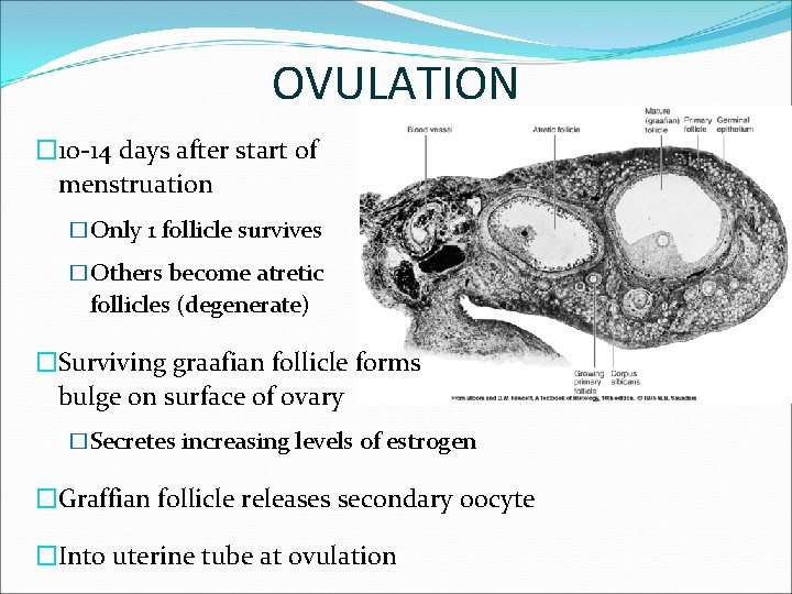 OVULATION � 10 -14 days after start of menstruation �Only 1 follicle survives �Others
