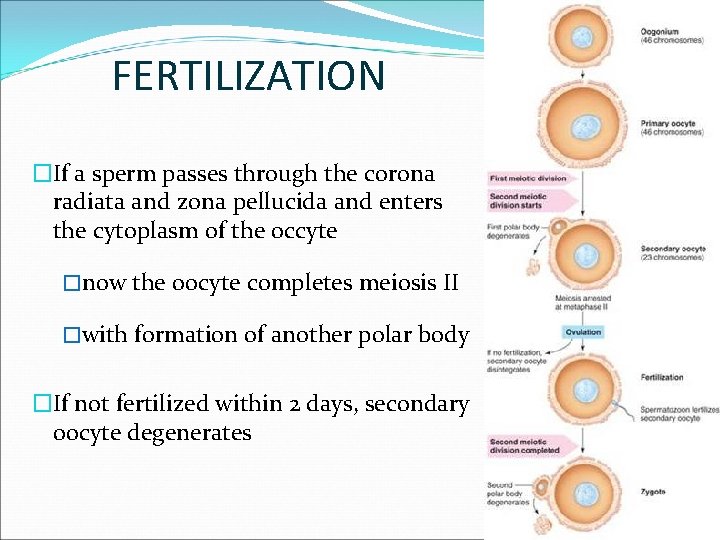 FERTILIZATION �If a sperm passes through the corona radiata and zona pellucida and enters