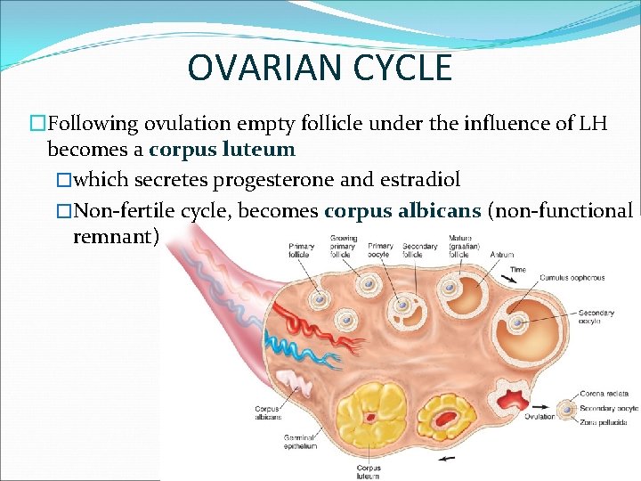 OVARIAN CYCLE �Following ovulation empty follicle under the influence of LH becomes a corpus