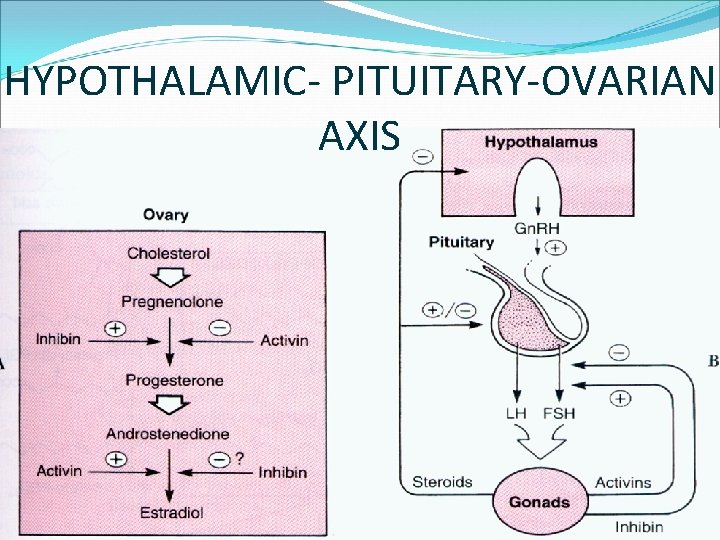 HYPOTHALAMIC- PITUITARY-OVARIAN AXIS 