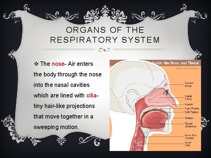 ORGANS OF THE RESPIRATORY SYSTEM v The nose- Air enters the body through the