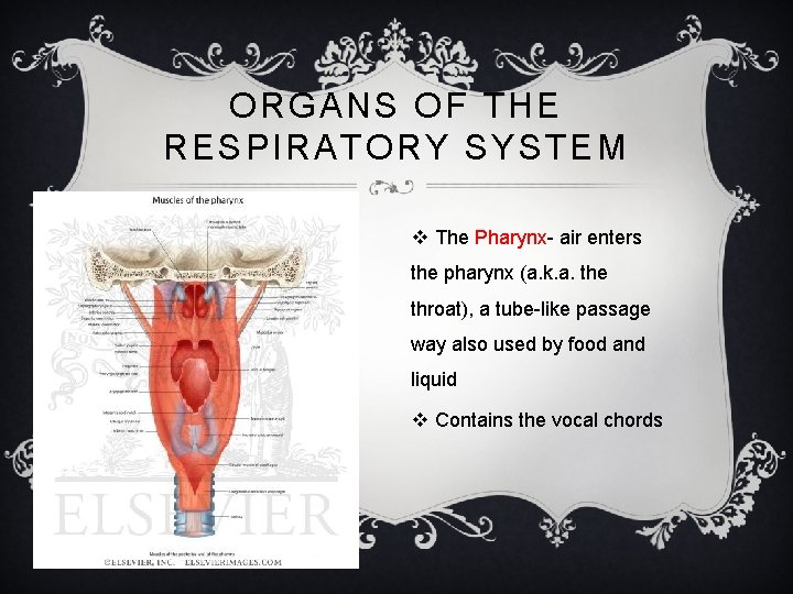 ORGANS OF THE RESPIRATORY SYSTEM v The Pharynx- air enters the pharynx (a. k.