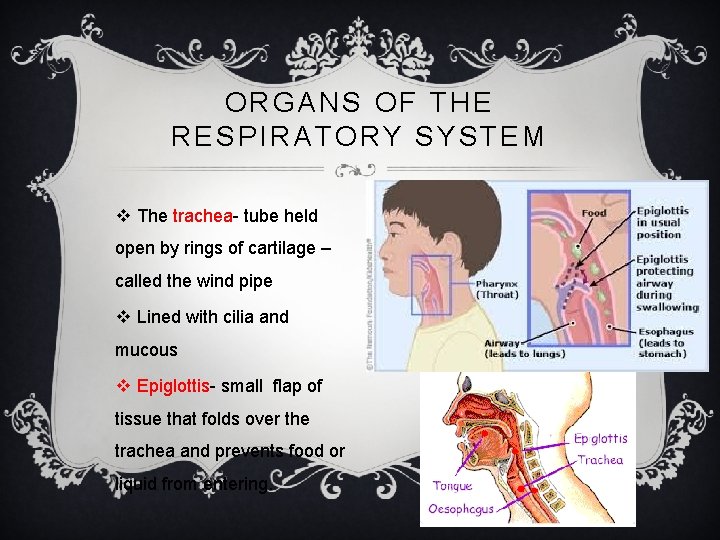 ORGANS OF THE RESPIRATORY SYSTEM v The trachea- tube held open by rings of