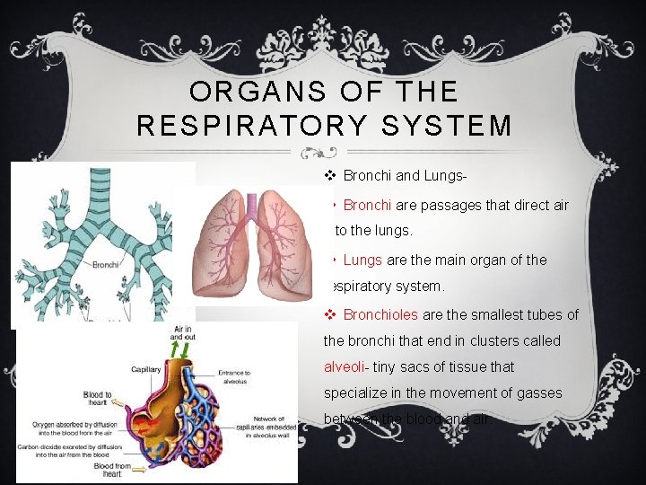 ORGANS OF THE RESPIRATORY SYSTEM v Bronchi and Lungsv Bronchi are passages that direct