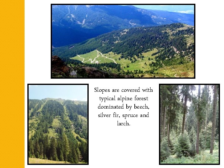 Slopes are covered with typical alpine forest dominated by beech, silver fir, spruce and