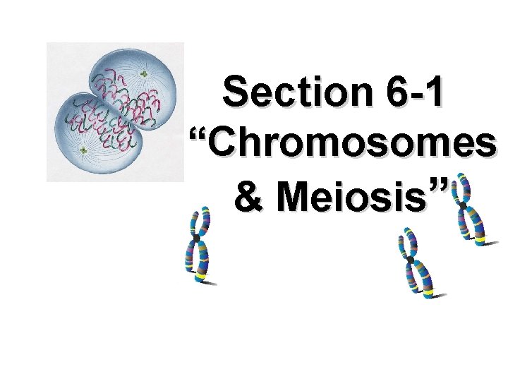 Section 6 -1 “Chromosomes & Meiosis” 