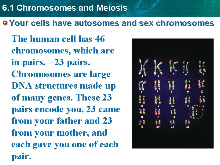 6. 1 Chromosomes and Meiosis Your cells have autosomes and sex chromosomes The human