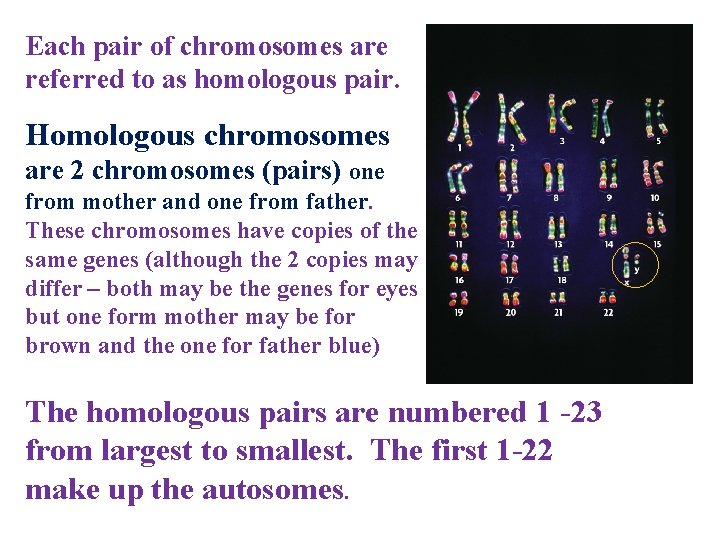 Each pair of chromosomes are referred to as homologous pair. Homologous chromosomes are 2
