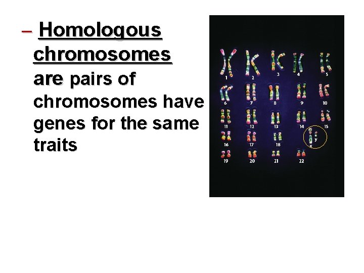 – Homologous chromosomes are pairs of chromosomes have genes for the same traits 
