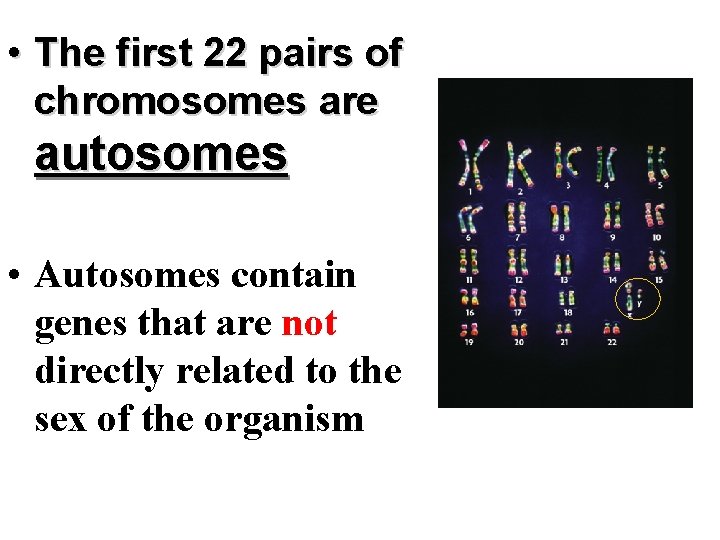  • The first 22 pairs of chromosomes are autosomes • Autosomes contain genes