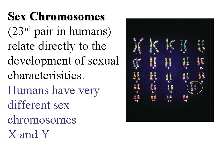 Sex Chromosomes (23 rd pair in humans) relate directly to the development of sexual