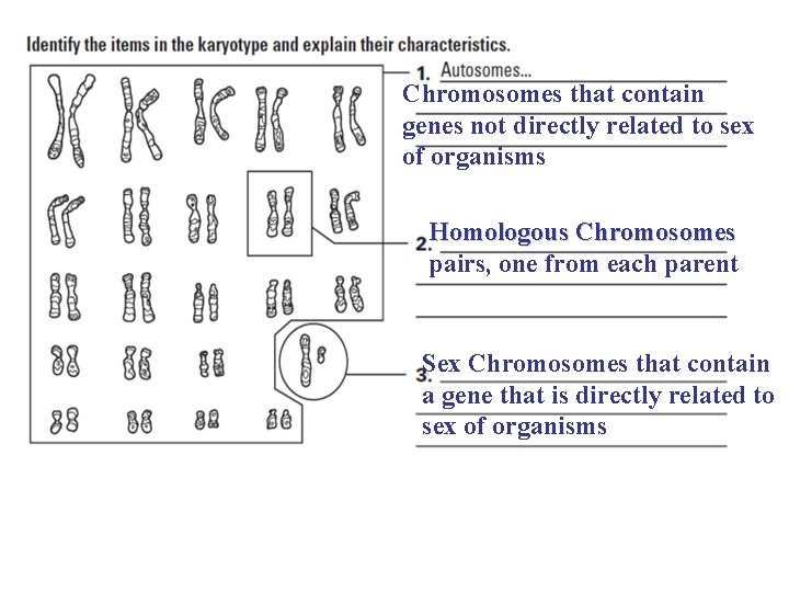 Chromosomes that contain genes not directly related to sex of organisms Homologous Chromosomes pairs,