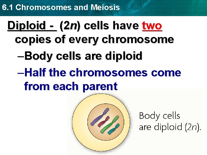 6. 1 Chromosomes and Meiosis Diploid - (2 n) cells have two copies of
