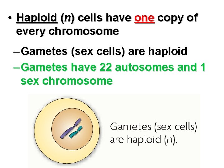  • Haploid (n) cells have one copy of every chromosome – Gametes (sex