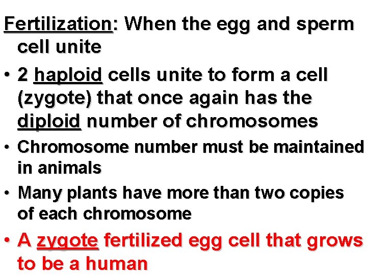 Fertilization: When the egg and sperm cell unite • 2 haploid cells unite to