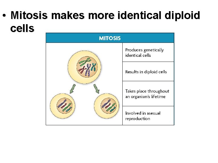  • Mitosis makes more identical diploid cells 