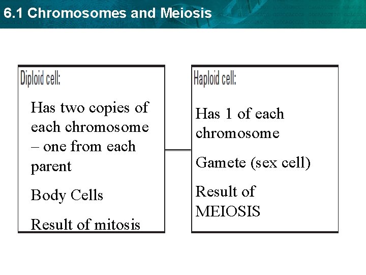 6. 1 Chromosomes and Meiosis Has two copies of each chromosome – one from