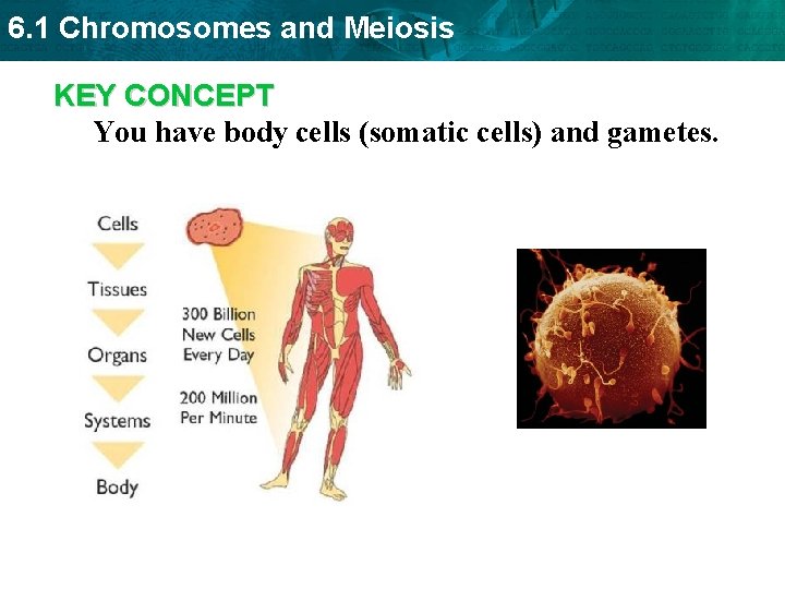 6. 1 Chromosomes and Meiosis KEY CONCEPT You have body cells (somatic cells) and