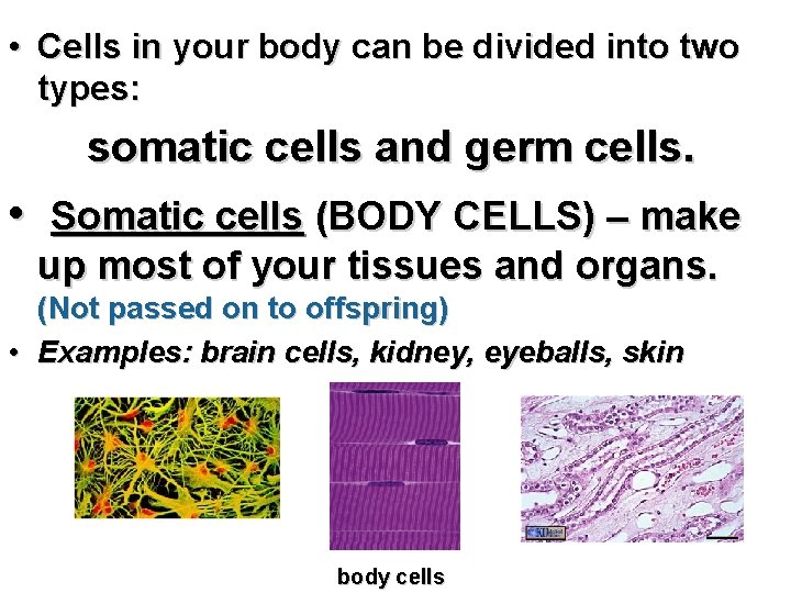  • Cells in your body can be divided into two types: somatic cells
