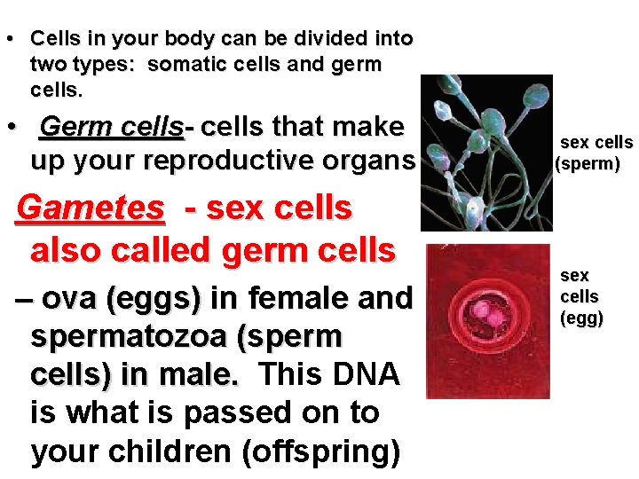  • Cells in your body can be divided into two types: somatic cells