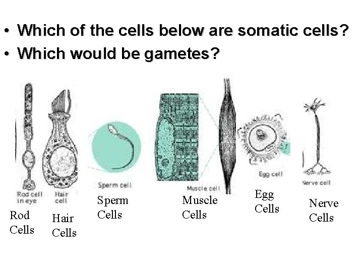  • Which of the cells below are somatic cells? • Which would be