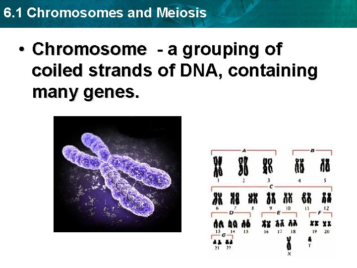 6. 1 Chromosomes and Meiosis • Chromosome - a grouping of coiled strands of
