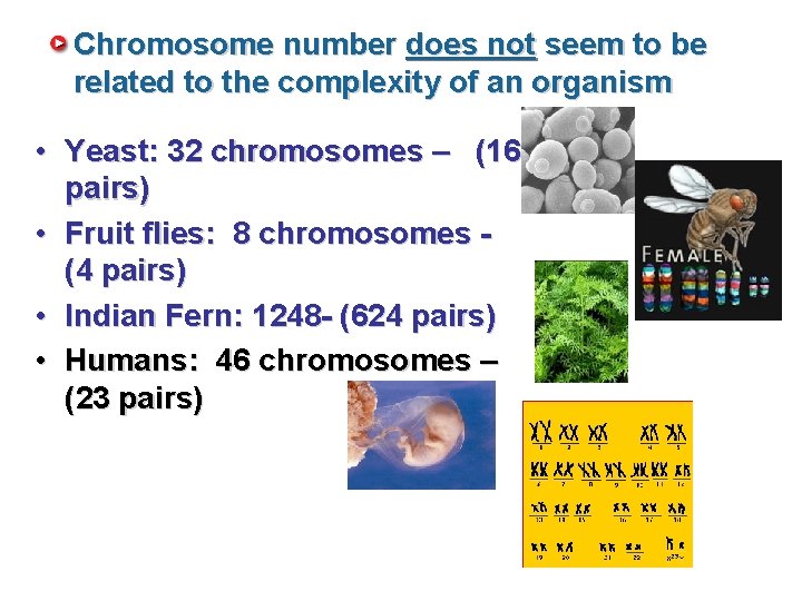 Chromosome number does not seem to be related to the complexity of an organism