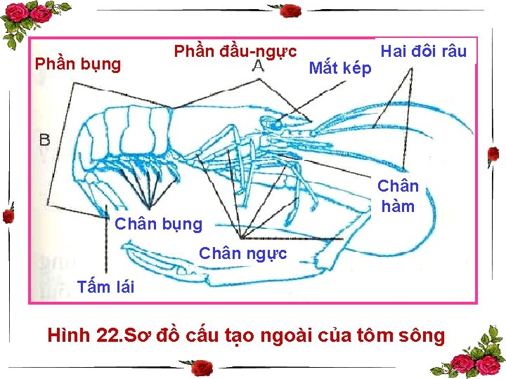 Phần bụng Phần đầu-ngực Chân bụng Mắt kép Hai đôi râu Chân hàm Chân