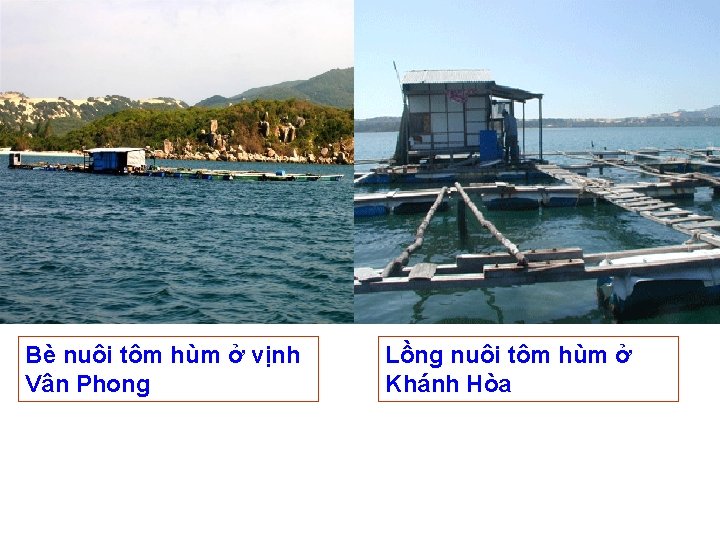 Bè nuôi tôm hùm ở vịnh Vân Phong Lồng nuôi tôm hùm ở Khánh