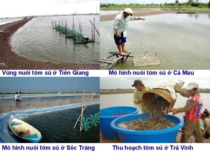 Vùng nuôi tôm sú ở Tiền Giang Mô hình nuôi tôm sú ở Sóc