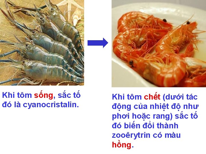 Khi tôm sống, sắc tố đó là cyanocristalin. Khi tôm chết (dưới tác động