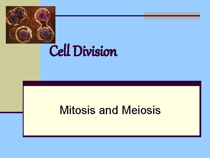 Cell Division Mitosis and Meiosis 