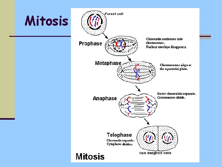 Mitosis 