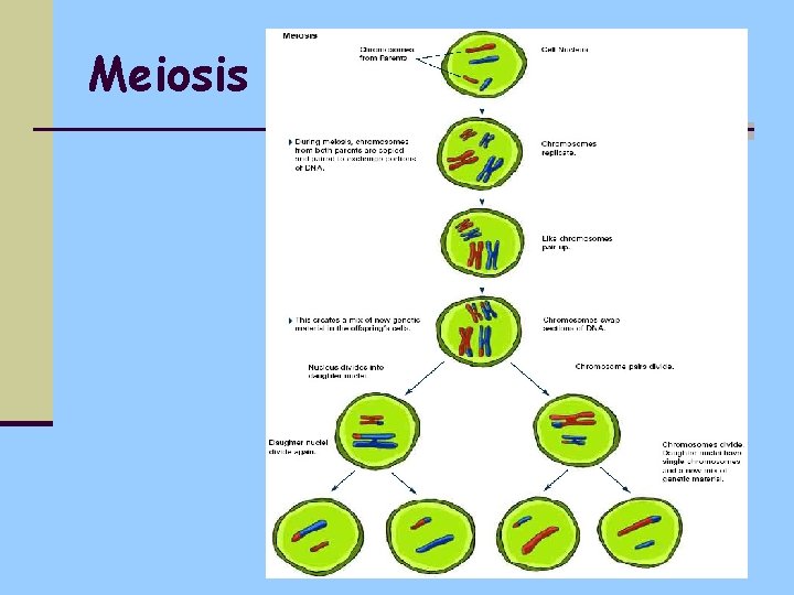 Meiosis 