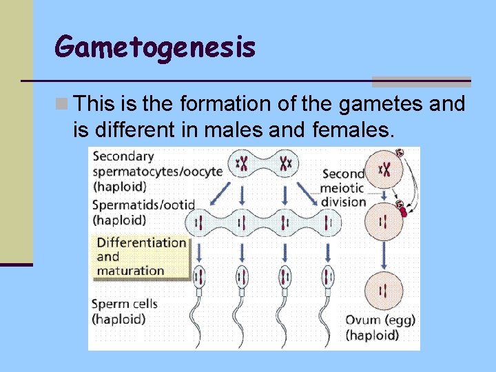 Gametogenesis n This is the formation of the gametes and is different in males