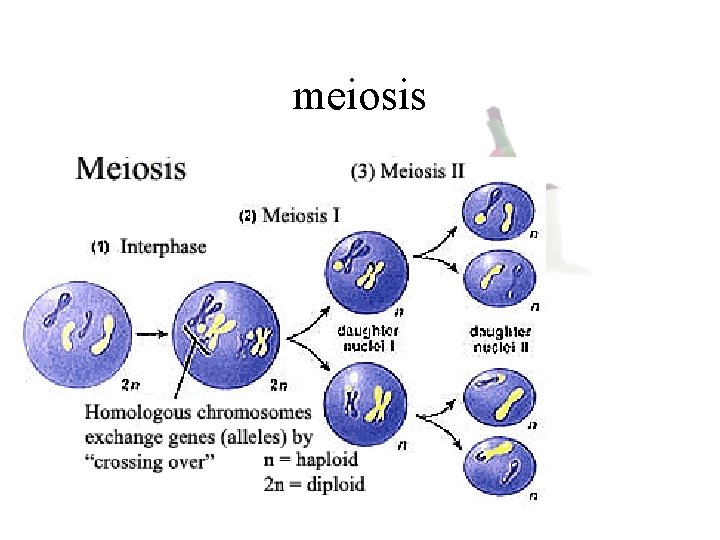 meiosis 