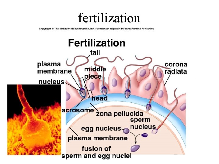 fertilization 