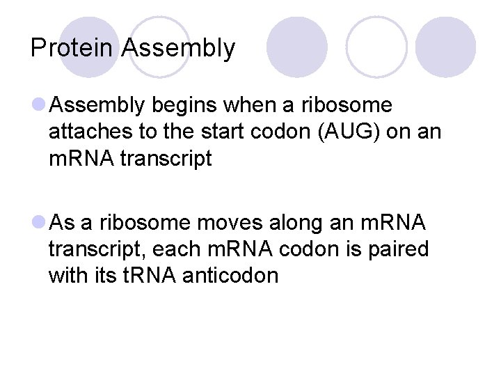 Protein Assembly l Assembly begins when a ribosome attaches to the start codon (AUG)