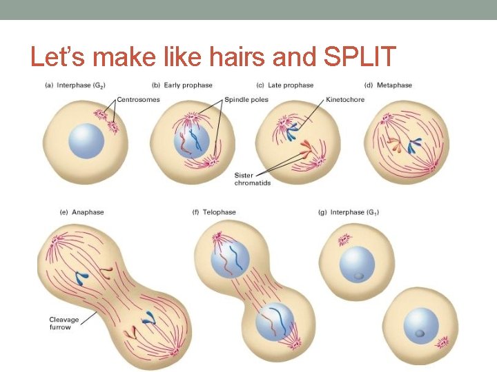 Let’s make like hairs and SPLIT 