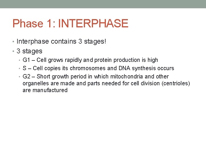 Phase 1: INTERPHASE • Interphase contains 3 stages! • 3 stages • G 1
