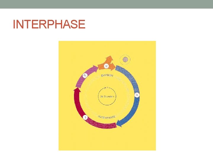 INTERPHASE 