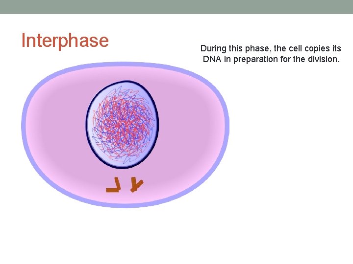 Interphase During this phase, the cell copies its DNA in preparation for the division.