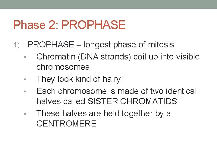 Phase 2: PROPHASE 1) PROPHASE – longest phase of mitosis • Chromatin (DNA strands)