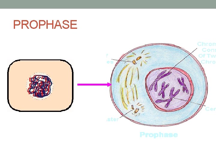 PROPHASE 