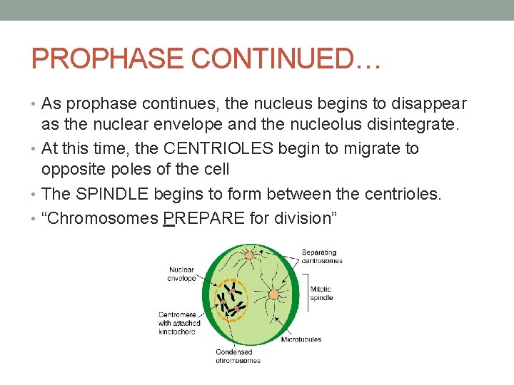 PROPHASE CONTINUED… • As prophase continues, the nucleus begins to disappear as the nuclear