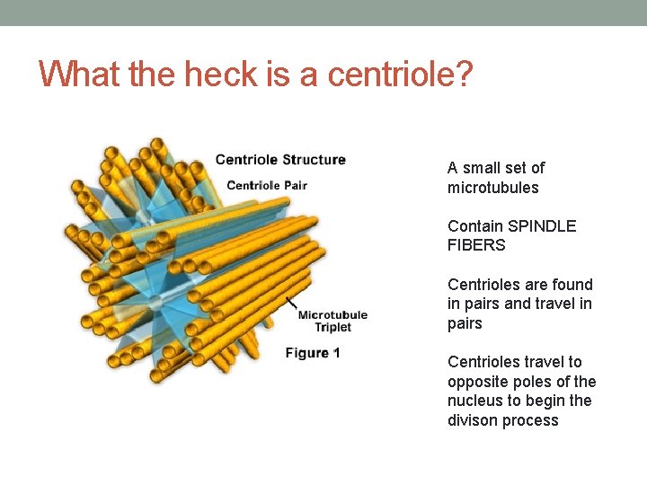 What the heck is a centriole? A small set of microtubules Contain SPINDLE FIBERS