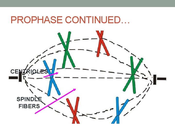 PROPHASE CONTINUED… CENTRIOLES SPINDLE FIBERS 