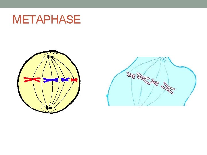 METAPHASE 