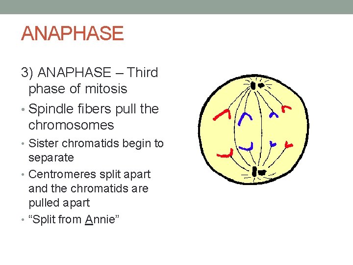 ANAPHASE 3) ANAPHASE – Third phase of mitosis • Spindle fibers pull the chromosomes