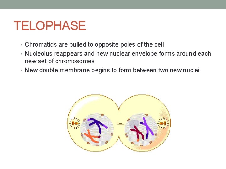TELOPHASE • Chromatids are pulled to opposite poles of the cell • Nucleolus reappears